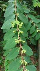 Hypericum geminiflorum