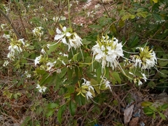 Bauhinia divaricata