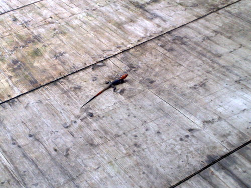 Rainbow Agama