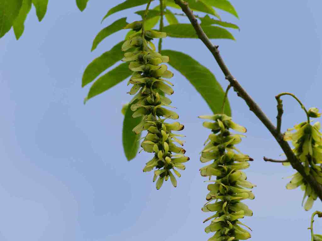 Pterocarya stenoptera; photograph (c) Zinogre, some rights reserved (CC BY-SA)