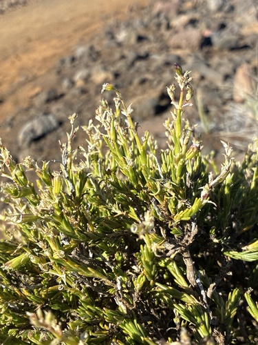Silene, 2026-07-25