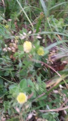 Trifolium campestre