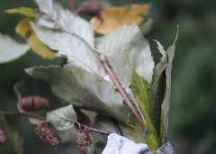 Antheraea polyphemus