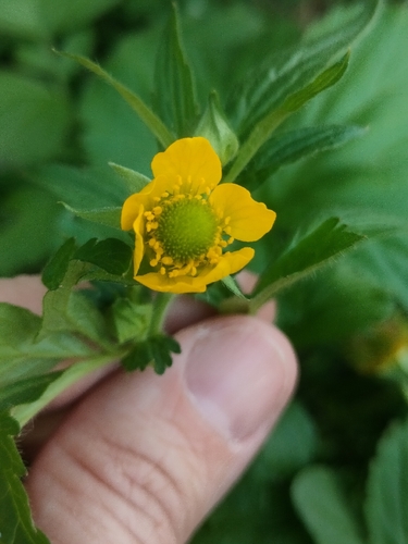 Yellow Avens