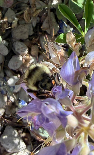 iNaturalist observation photo of Black-tailed Bumble Bee