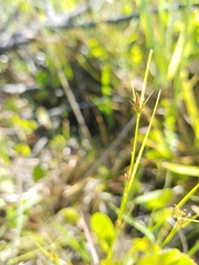Rhynchospora filifolia