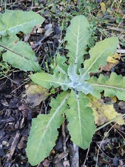 Sonchus kirkii