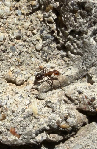 iNaturalist observation photo of Wood, Mound, and Field Ants