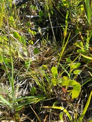 Rhynchospora filifolia