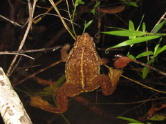Pseudobufo subasper