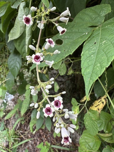 skunk vine
