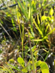 Rhynchospora filifolia