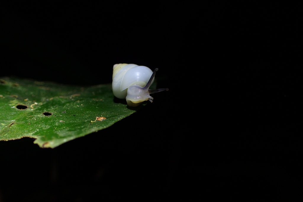 Ivory Treesnail