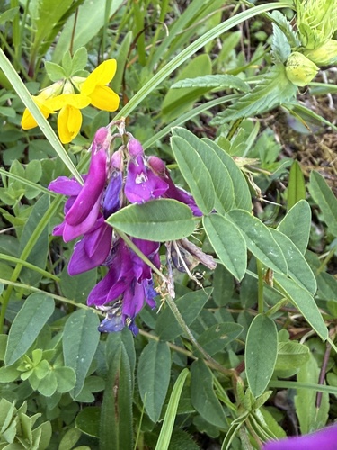 Hedysarum hedysaroides, photograph 2