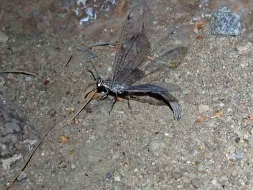 Clathroneuria coquilletti
