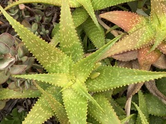 Aloe andongensis