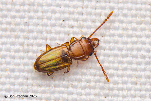 Laemophloeus