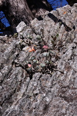 Cotyledon orbiculata oblonga