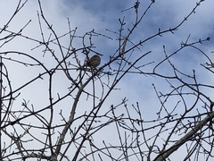 Zonotrichia leucophrys