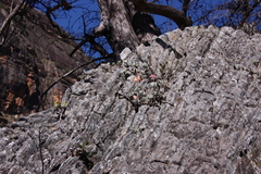 Cotyledon orbiculata oblonga