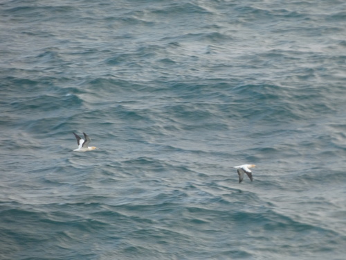 iNaturalist: (c) Jacob Vedholm, some rights reserved (CC BY-NC), uploaded by Jacob Vedholm iNaturalist image