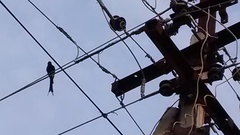 Dicrurus macrocercus