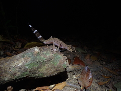 Carphodactylus laevis