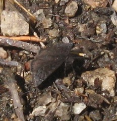 Erynnis telemachus