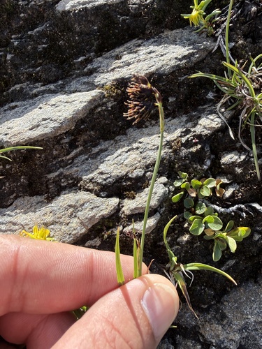 Carex atrofusca, photograph 4