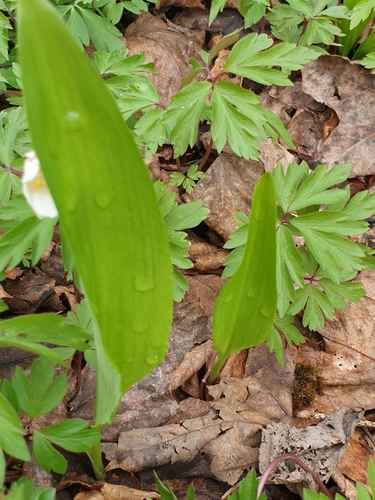 Allium ursinum