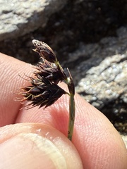 Carex atrofusca, photograph (c) Thomas Ebner, some rights reserved (CC BY)