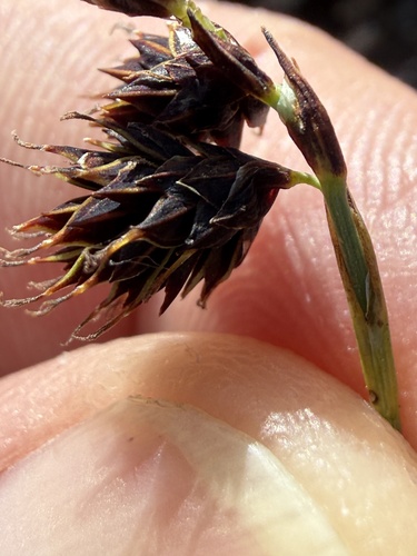 Carex atrofusca, photograph 6