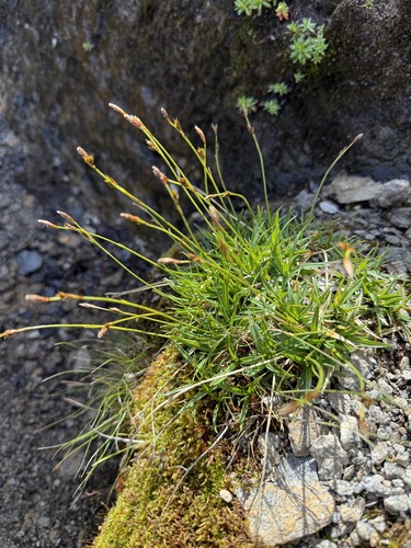 Carex firma, photograph 1