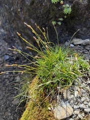 Carex firma, photograph (c) Thomas Ebner, some rights reserved (CC BY)