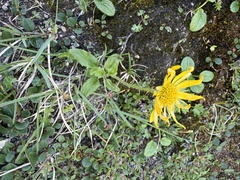 Doronicum glaciale, photograph (c) Thomas Ebner, some rights reserved (CC BY)