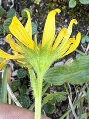 Doronicum glaciale, photograph (c) Thomas Ebner, some rights reserved (CC BY)