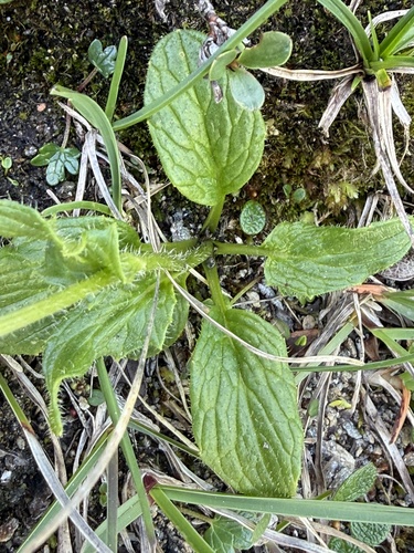 Doronicum glaciale, photograph 4