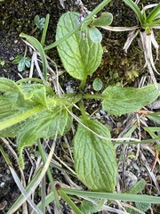 Doronicum glaciale, photograph (c) Thomas Ebner, some rights reserved (CC BY)