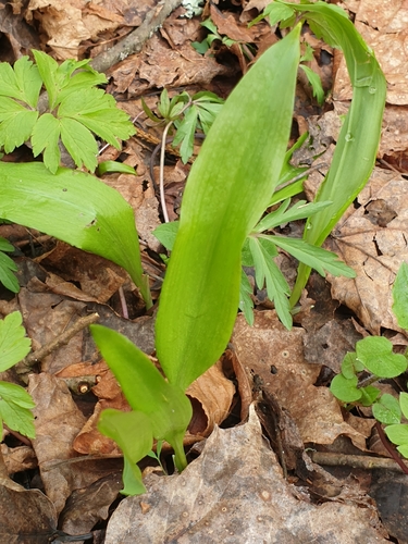 Allium ursinum