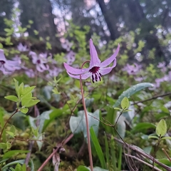 Erythronium hendersonii