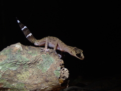 Carphodactylus laevis