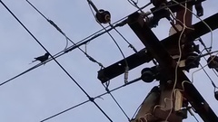 Dicrurus macrocercus