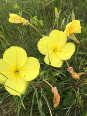 Oenothera macrocarpa
