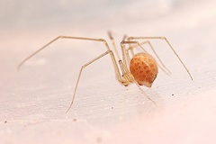 Spermophora senoculata