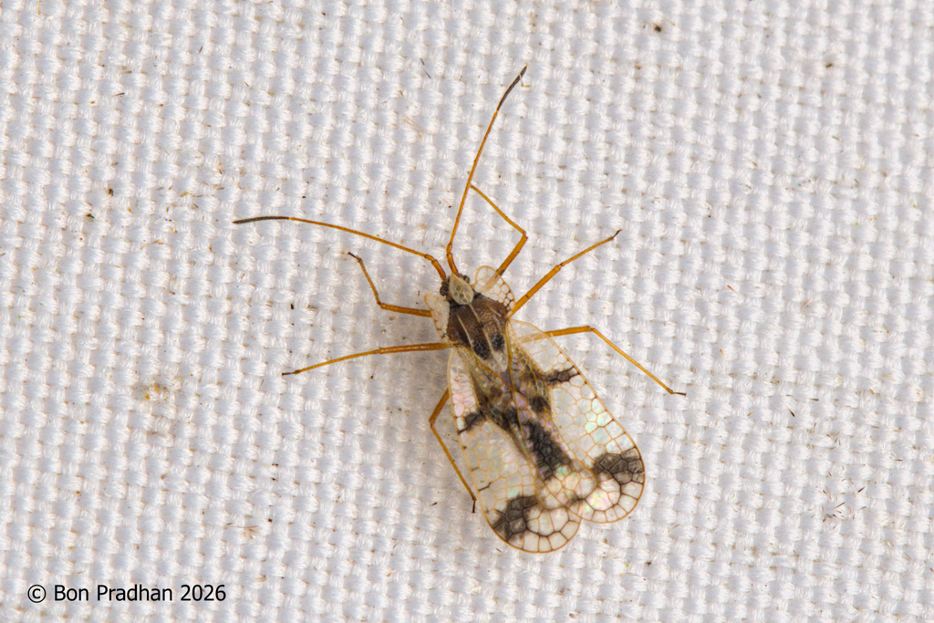 Stephanitis gallarum