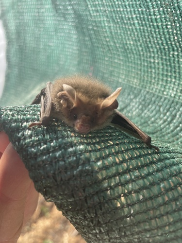 Lesser Long-eared Bat