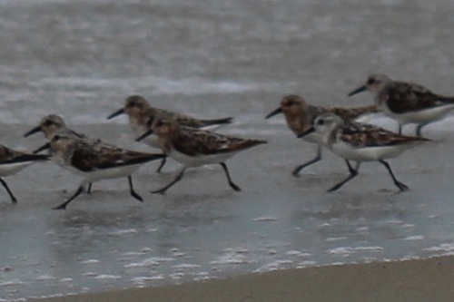 iNaturalist image