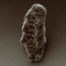 Hypsibioidea - Photo (c) Goldstein lab - tardigrades，保留部份權利CC BY-SA