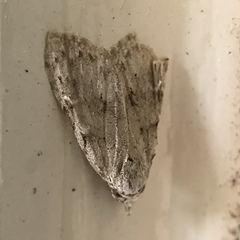 Nola triquetrana
