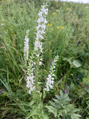 Veronica daurica